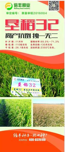 倍丰种业经营的垦稻32,2019年表现特别突出.市场售价3.5元!