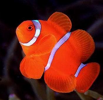 premnas biaculeatus (bloch, 1790) ,雀鲷科棘颊雀鲷属的一种鱼类