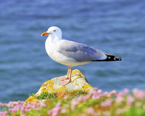海上的鸟 海鸥高清壁纸1 - 1280x1024