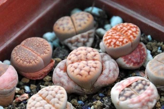 绿植知识–生石花什么样品种好