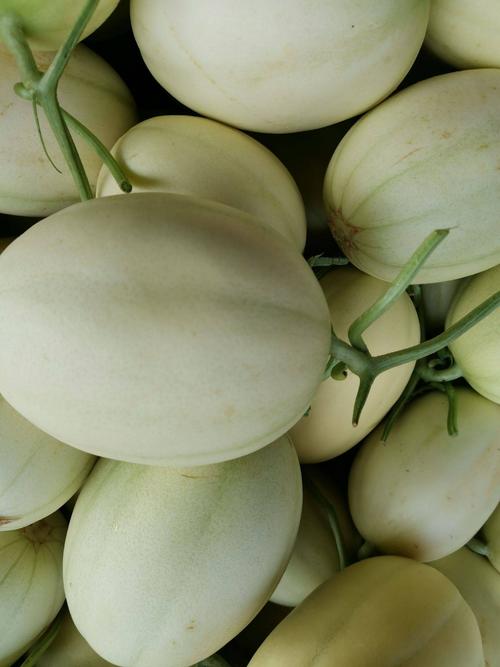 东方蜜一号甜瓜成熟上市,价格便宜 ,口感脆甜,货量充足.