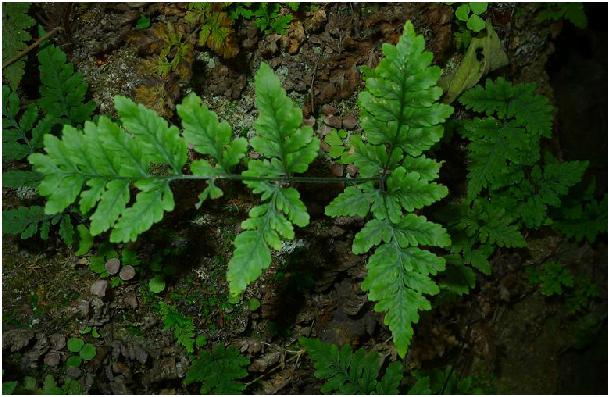  p>小金狗,中药名.