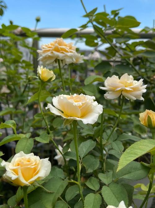 夏日尾期的花:奥斯汀艾菲_夏天去哪玩_秘密花园_月季