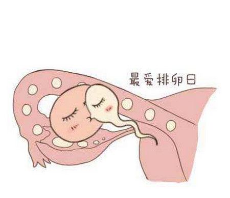 如何准确测排卵日?