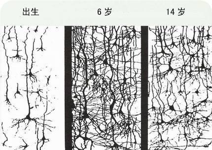 孩子大脑神经网络变化图