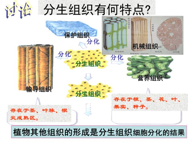 分生组织的特点