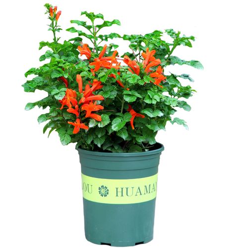 凌霄花苗盆栽爬藤植物老桩盆景好养攀援花卉阳台藤本炮仗花喇叭花