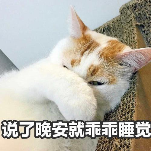 搞笑萌猫表情包:我脑子要转不过来了,你看不到嘛?