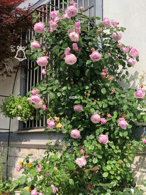 自由精神的花量是不是有点少了?_月季_向日葵_家居