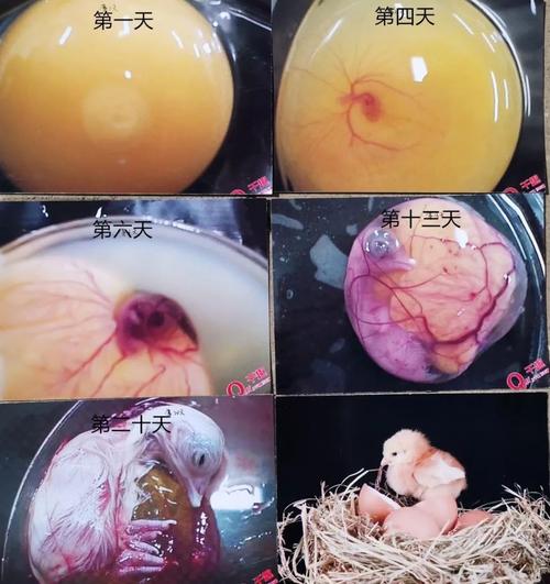 老师讲解小鸡孵化过程