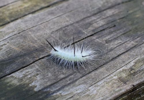 高清小虫子图片