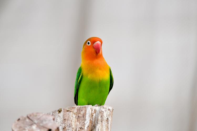 【棕头牡丹鹦鹉摄影图片】生态摄影_太平洋网友_电脑