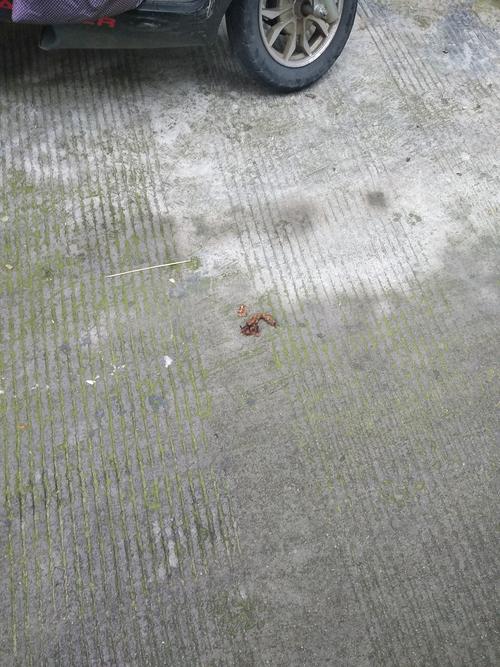 狗屎