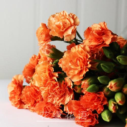 多头康乃馨-贝尔斯-多枝/扎