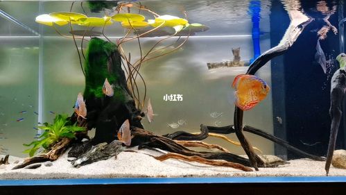 养鱼在于折腾,之前沉木造型看烦了_鱼缸_鱼缸造景_宠物_宠物其他