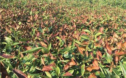 旱害后恢复期的茶树,树势较弱,抗逆性差,应注意预防病虫为害.