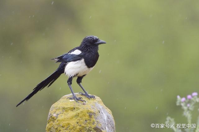 喜鹊虽然身体是小小的,同时这也是它的可爱之处