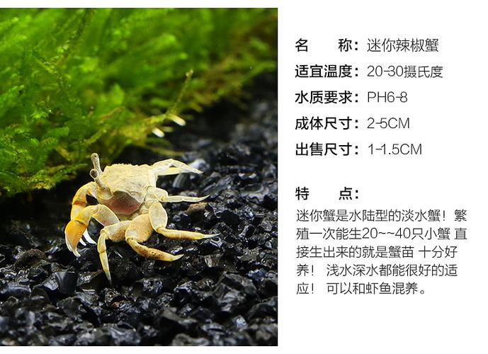 迷你辣椒蟹陆地淡水宠物两栖观赏蟹活体螃蟹微宠4-5cm