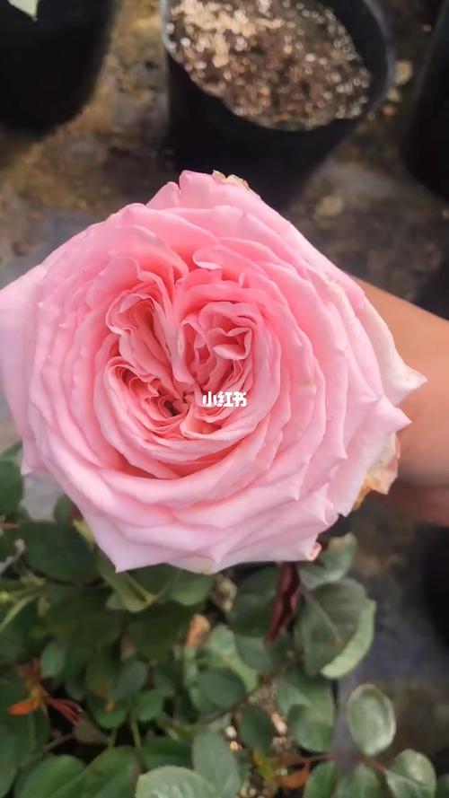 粉荔枝_我的月季花_家居家装_家居装饰