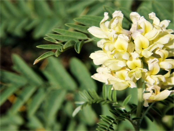 苦豆子的简介,功效与作用及用法用量