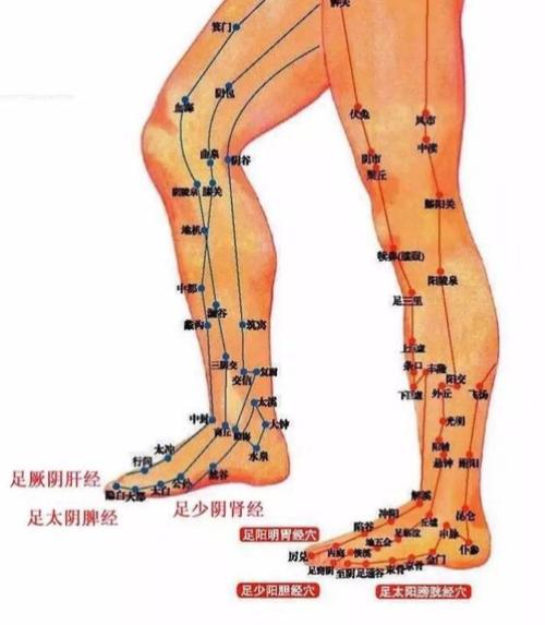腿部有六条经络经过,通过"粗腿"的不同部位,可以观察是哪条经络的问题