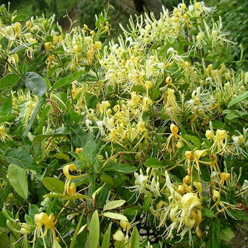 供应 下火花茶 优质金银花 野生金银花