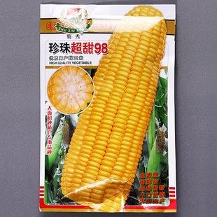 玉米的种子