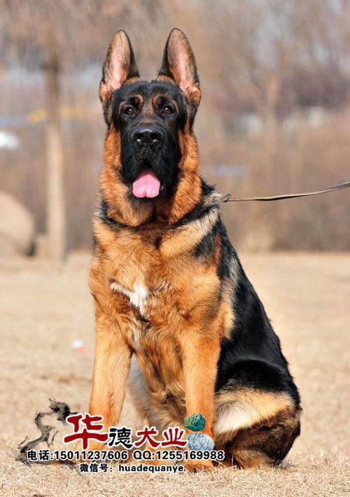 德牧种公河南华德犬业德牧黑神锤系德牧