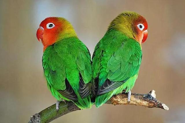 漂亮的牡丹鹦鹉:又称蜡嘴鹦鹉,情侣鹦鹉
