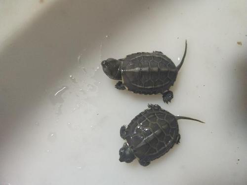 中华草龟湖北大头草苗子小乌龟皖北苏北
