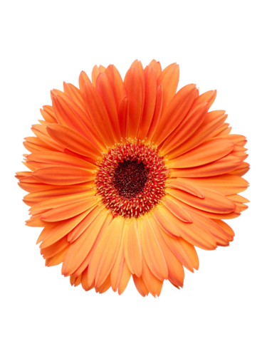 花png-花瓣网|陪你做生活的设计师 | 烈火鸟 冰淇淋