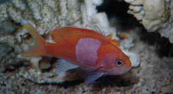 文章中心 海底世界 海洋生物 热带海水观赏鱼简介 17>  82,紫印鱼 学