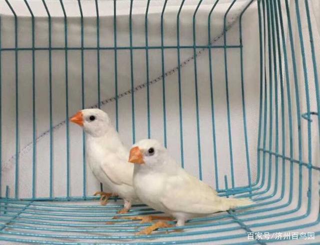 珍珠鸟特别种类介绍