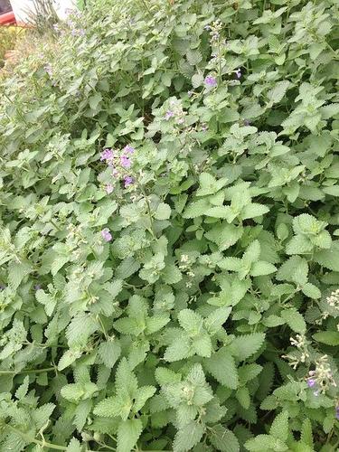 这难道是传说种的猫薄荷?