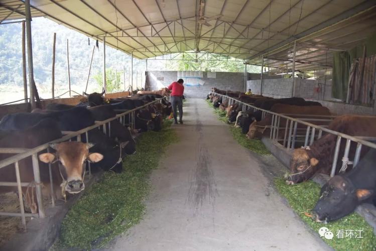 环江菜牛出栏2.7万头,远销南宁,深圳!