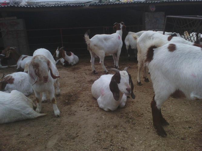 波尔山羊怀孕母羊 波尔山羊 河北波尔山羊价格 波尔山羊养殖场