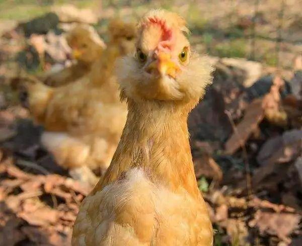 鸡:咕咕咕咕我要飞了你吃不起,要不你吃老猪去?