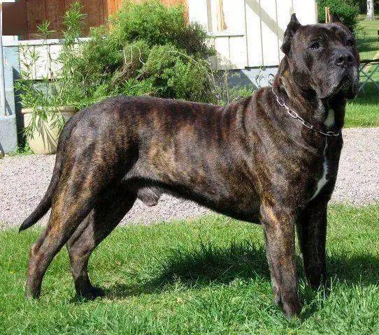 加纳利犬,它是一种由斗犬大战而来的犬种,体型健硕头版厚重,结构匀称