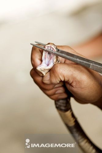 泰国,芭达雅,眼镜蛇,毒牙