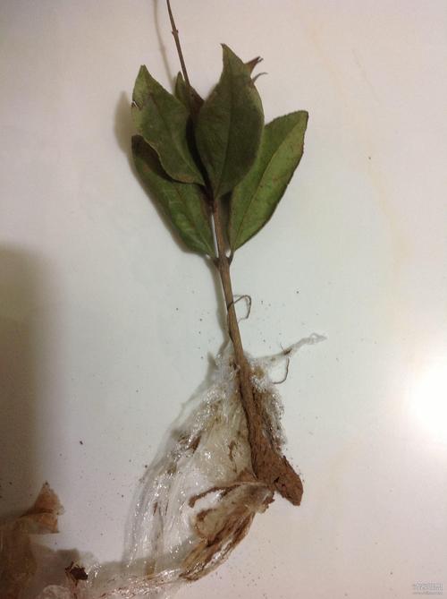 桂花苗