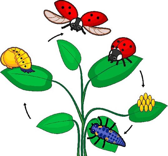 其它 《瓢虫的家》 写美篇七星瓢虫一生要经过卵,幼虫,蛹和成虫4个不