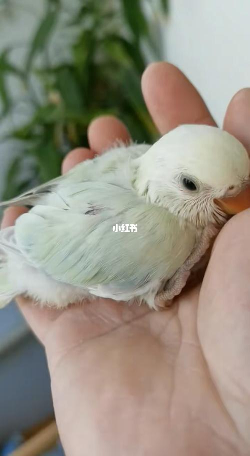 白面苹果绿奥桂牡丹_牡丹_鹦鹉_牡丹鹦鹉_宠物_宠物