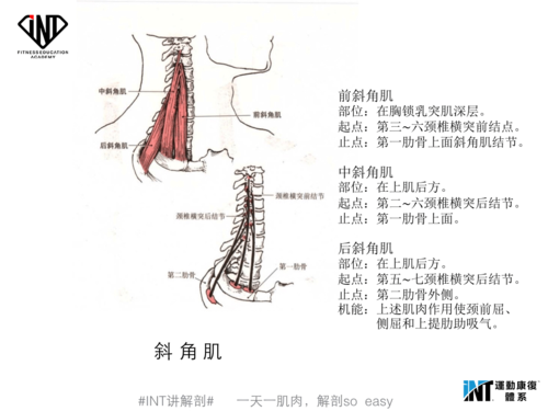 4"一天一肌肉,解剖so easy"——斜角肌