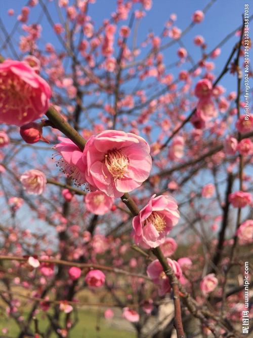 梅花图片