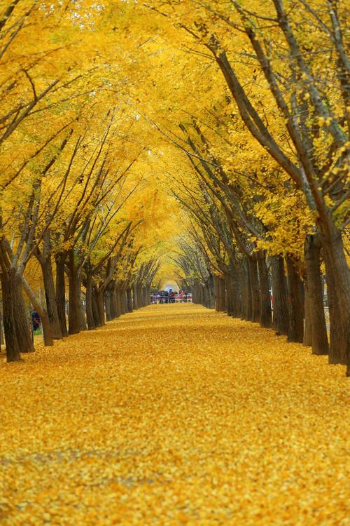 ">郯城县 /a>重坊镇驻地东北沂河岸边,是由徐出口,孙出口两个村的银杏