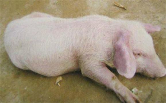 猪弓形体病怎么治疗?