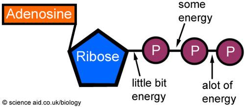 cell processes (respiration, fermentation, protein synthesis)