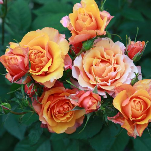 【永远的艾帕索月季花大苗】微型玫瑰橘黄色大花微月抗病抗病丰花