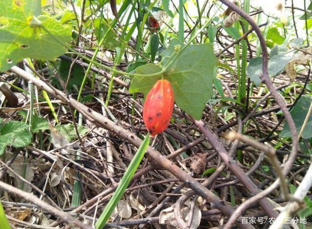 农村有种"天瓜",市场上卖90元一斤,却总被农民无视