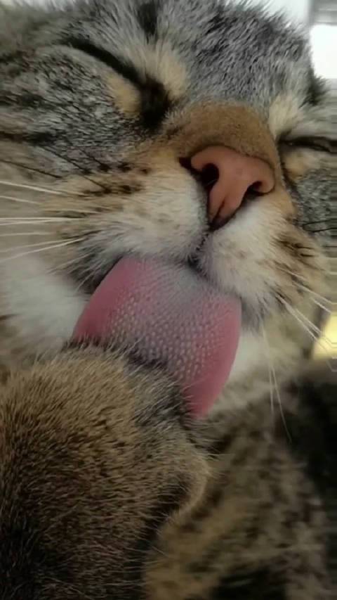猫咪的舌头可以有多q弹##乐暖冬日计划